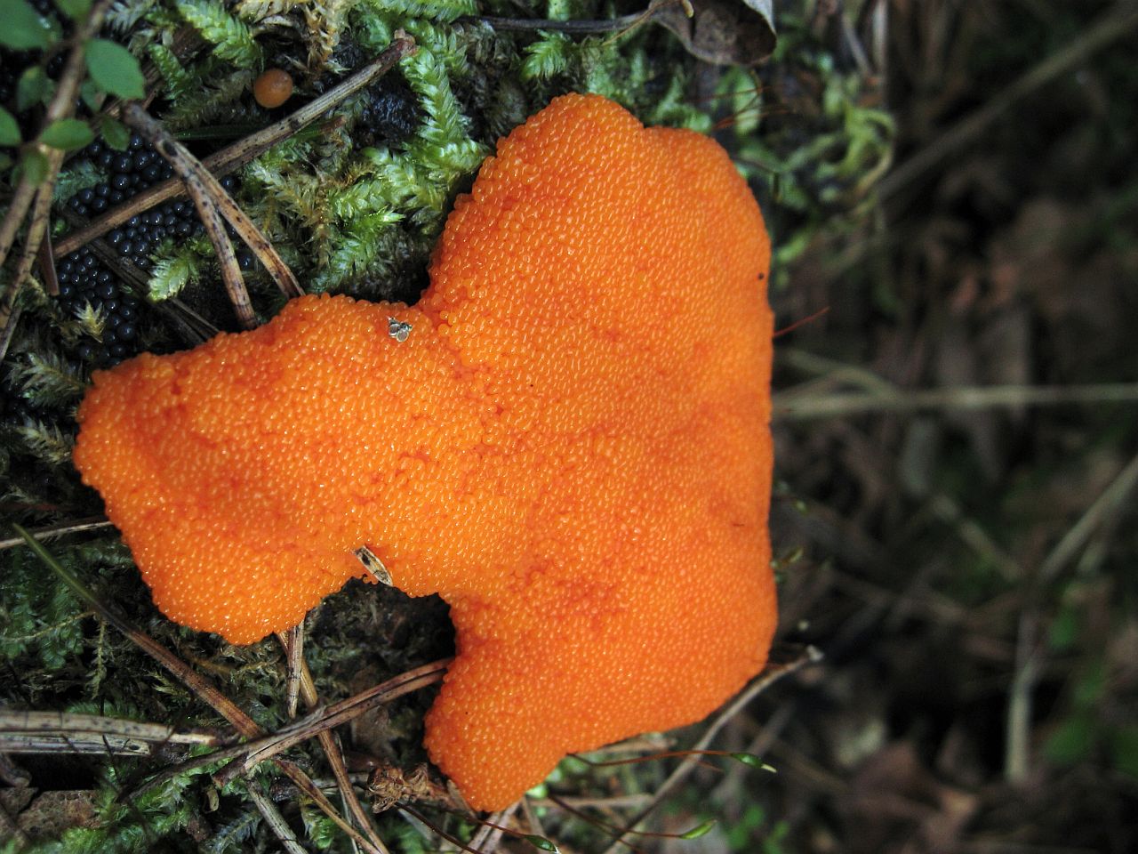 Tubifera ferruginosa