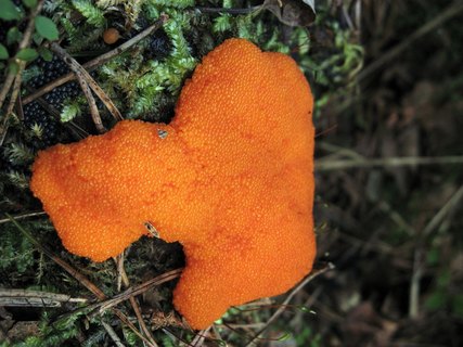 Tubifera ferruginosa