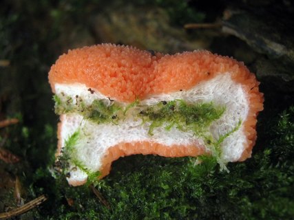Tubifera ferruginosa