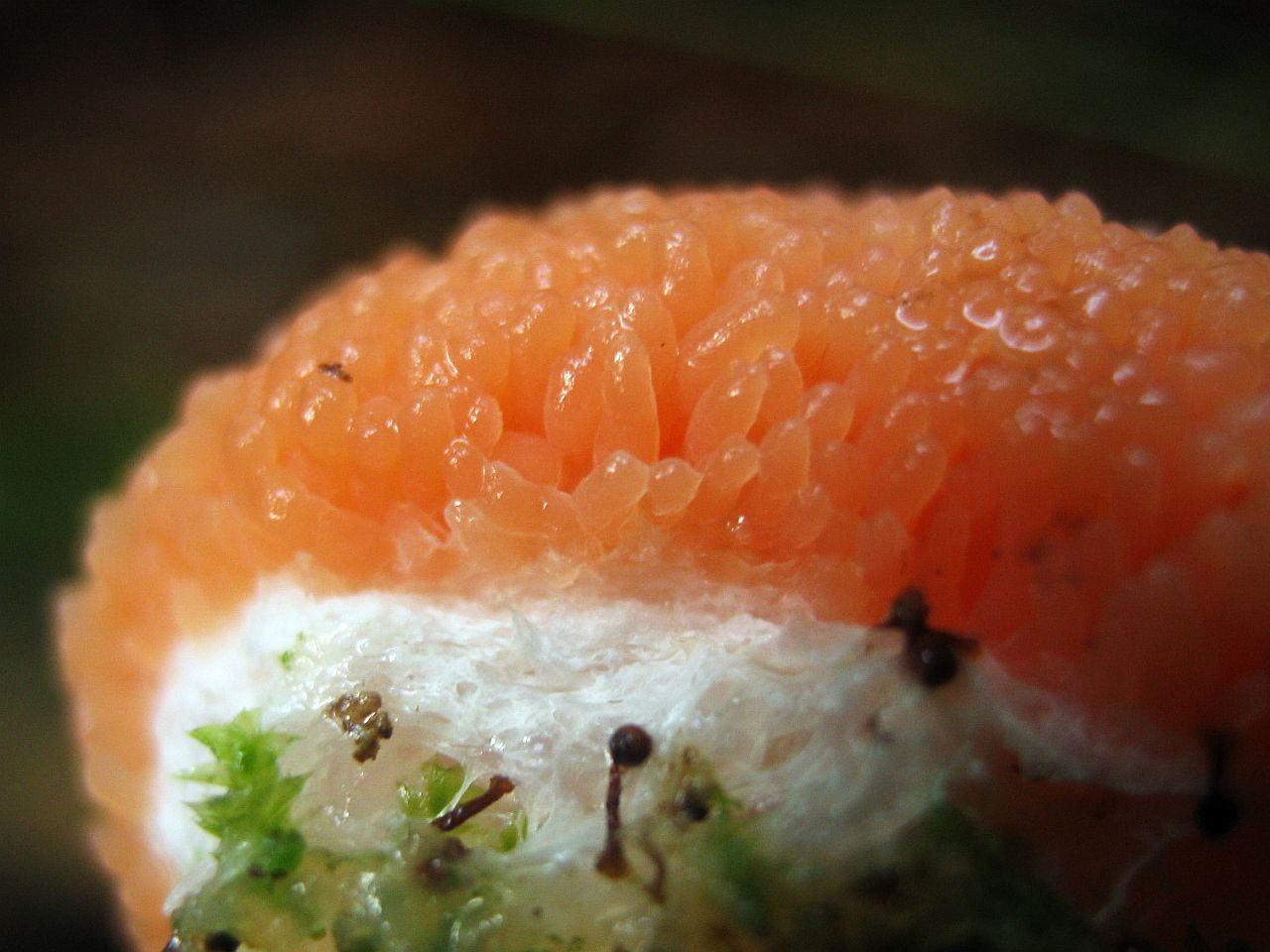 Tubifera ferruginosa