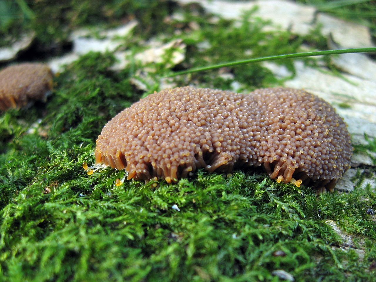 Tubifera ferruginosa