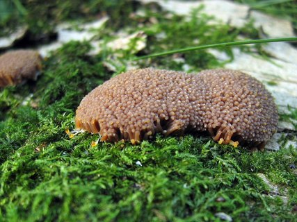 Tubifera ferruginosa