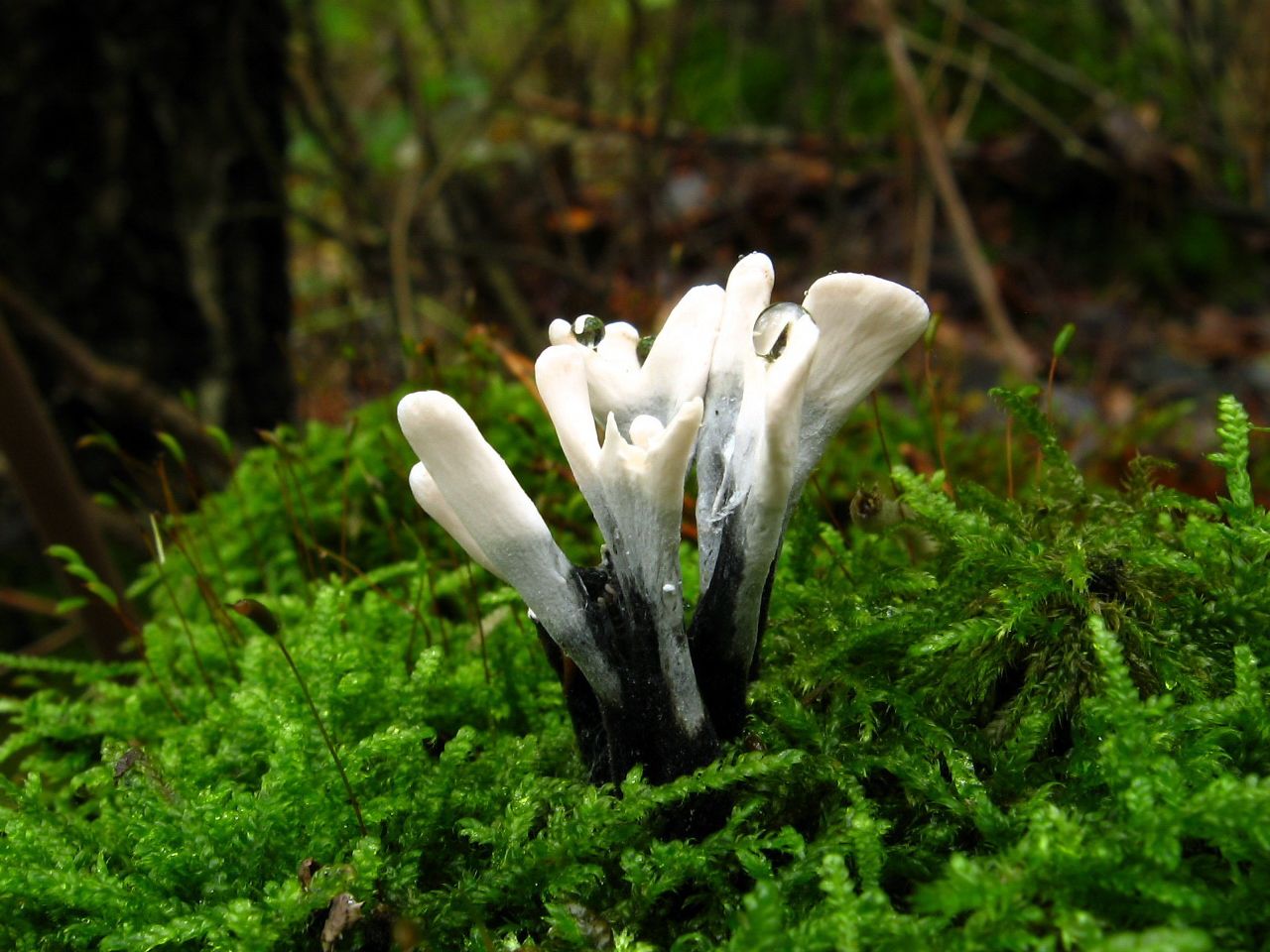 Xylaria hypoxylon