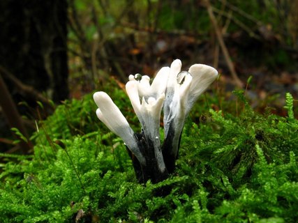 Xylaria hypoxylon