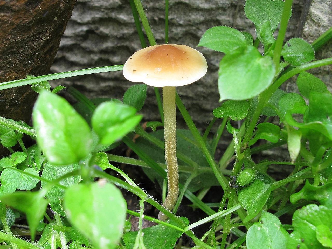 Agrocybe