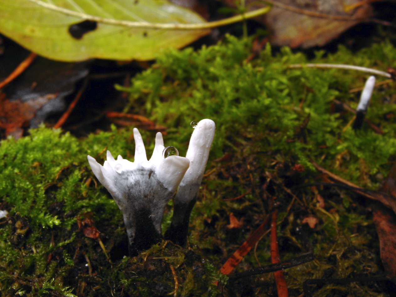 Xylaria hypoxylon