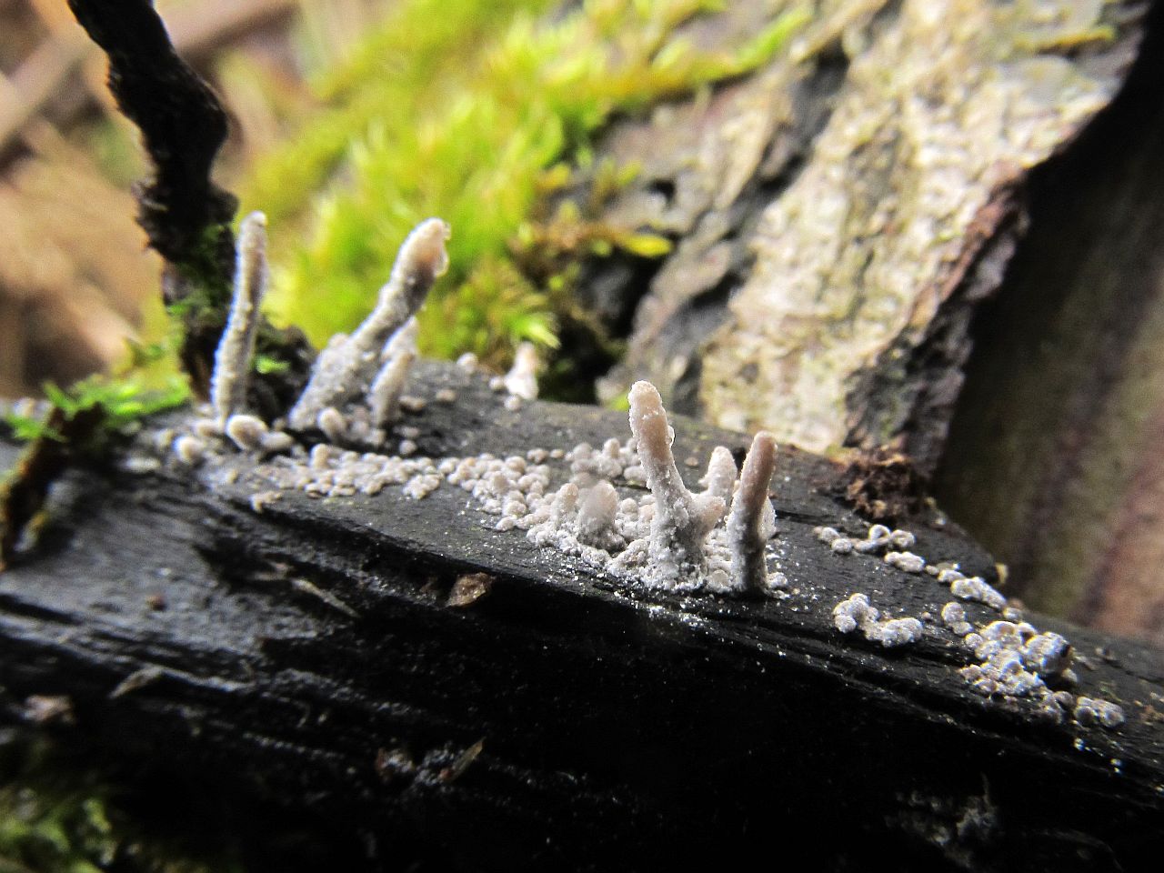 Xylaria hypoxylon