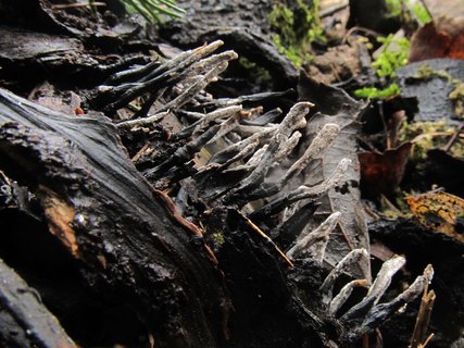 Xylaria hypoxylon