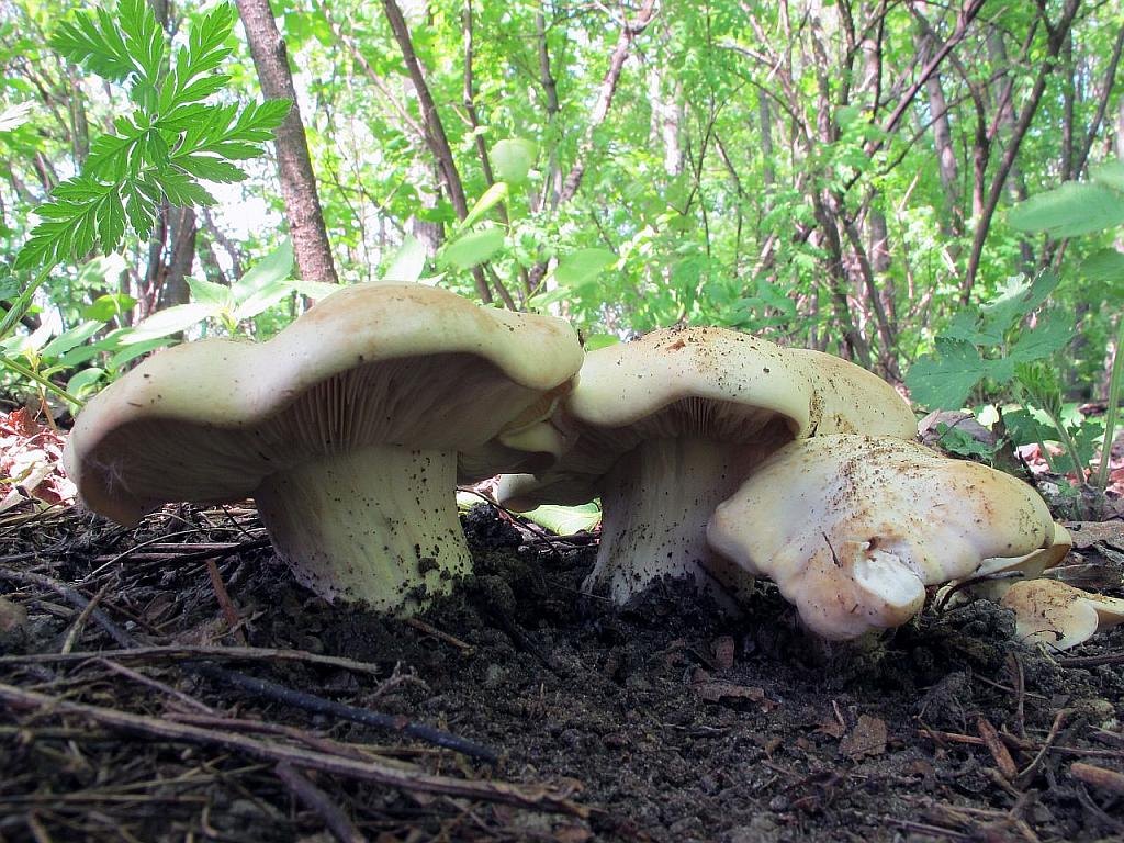 Calocybe gambosa