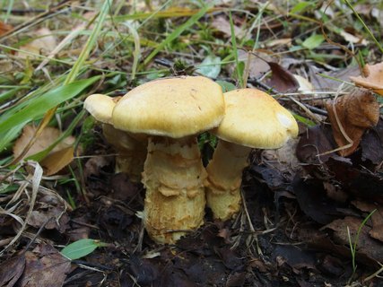 Cortinarius triumphans