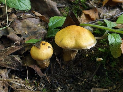 Cortinarius triumphans