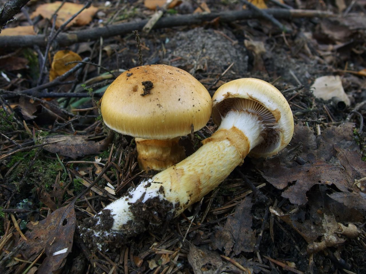 Cortinarius triumphans