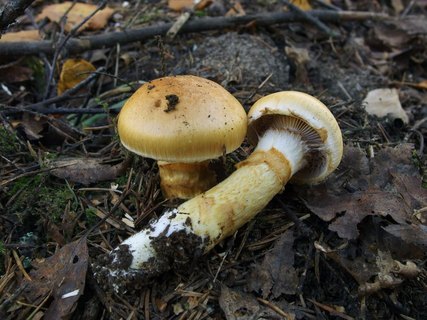 Cortinarius triumphans