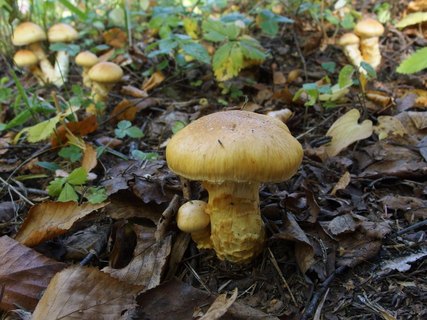 Cortinarius triumphans