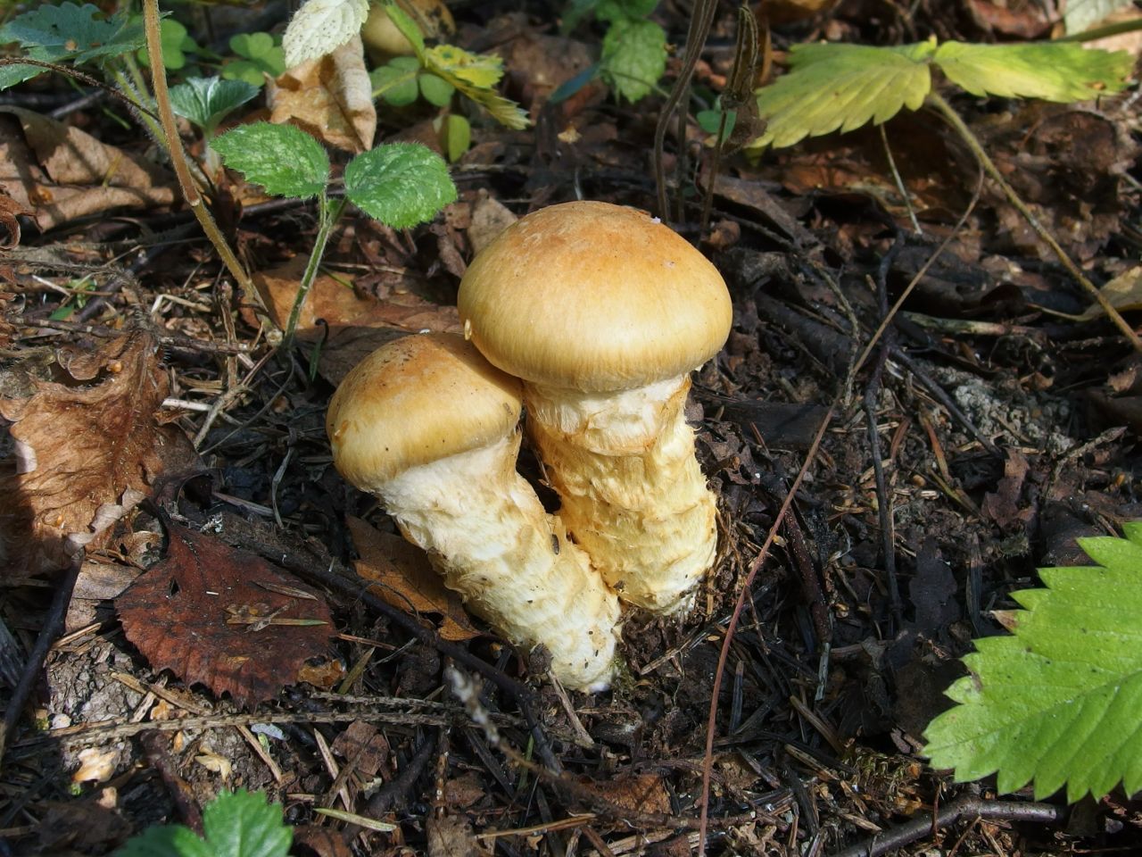 Cortinarius triumphans