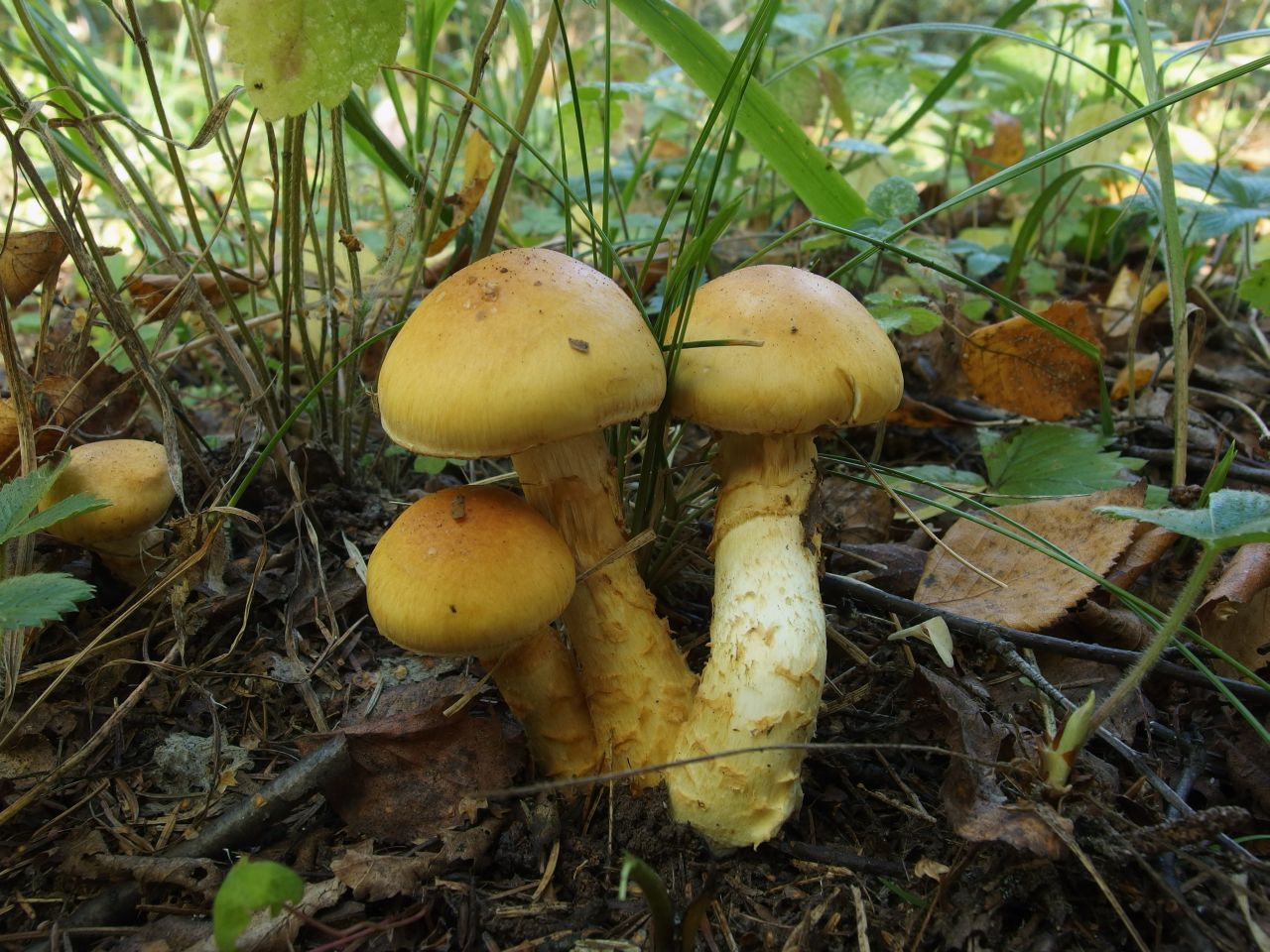 Cortinarius triumphans