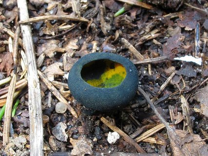 Caloscypha fulgens