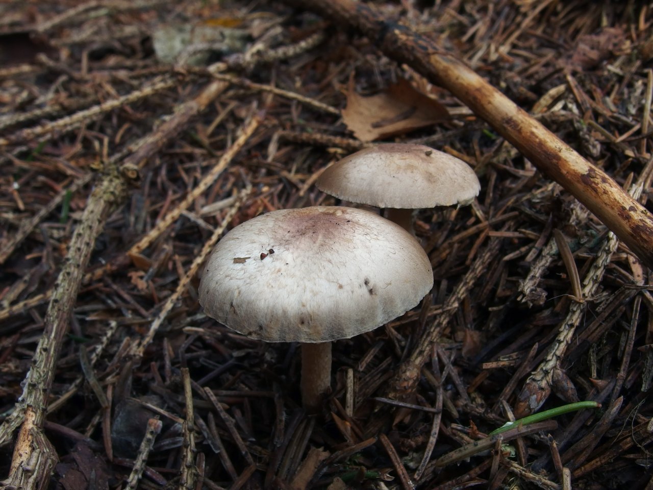 Agaricus semotus