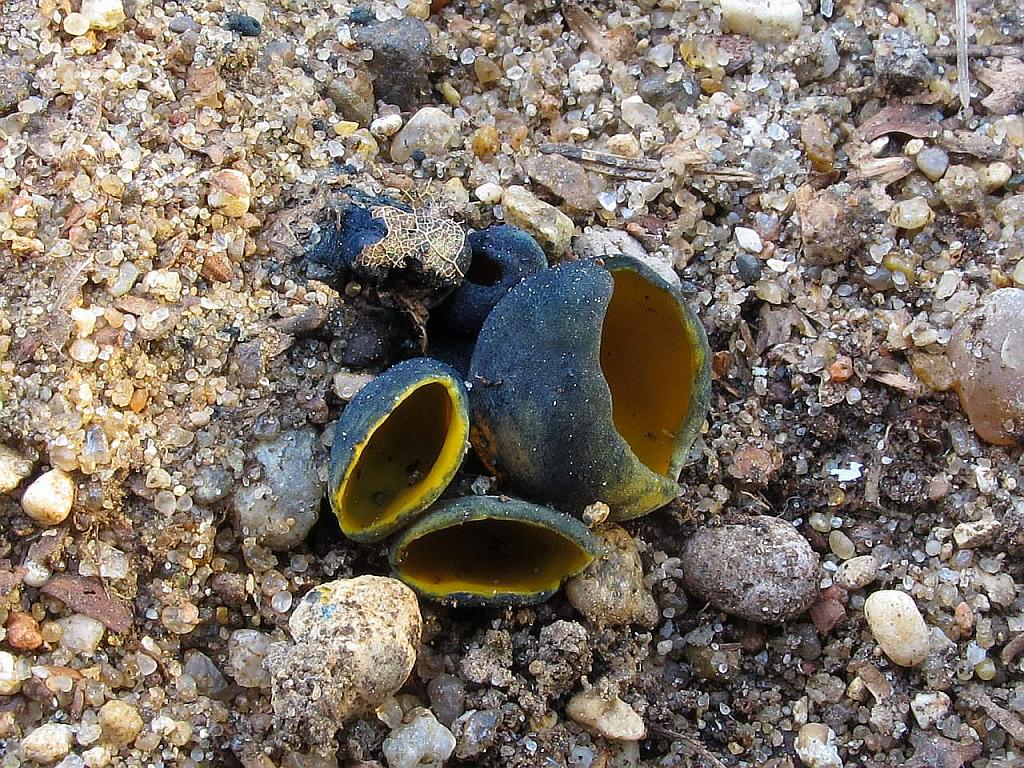 Caloscypha fulgens