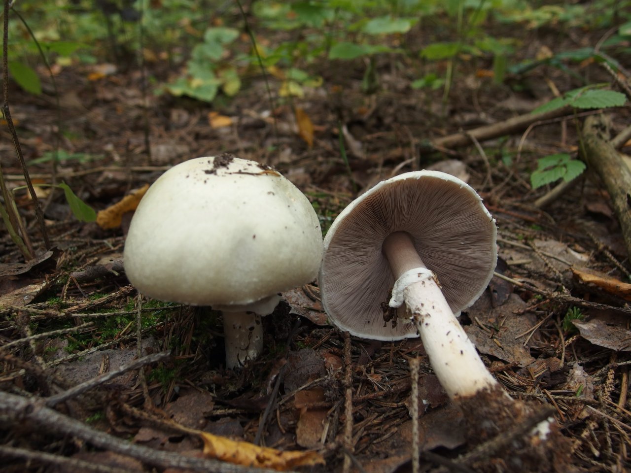 Agaricus sylvicola