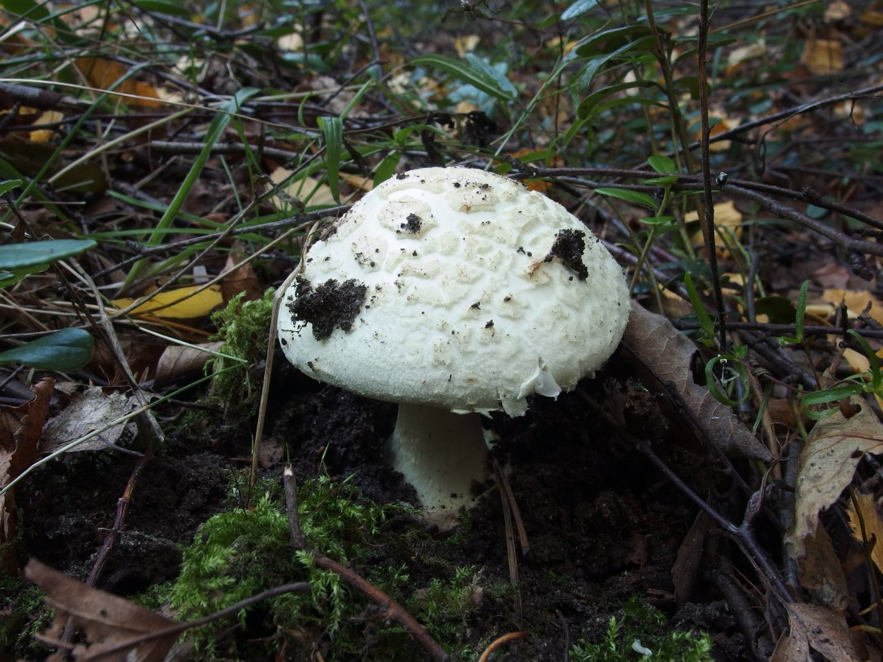 Amanita citrina
