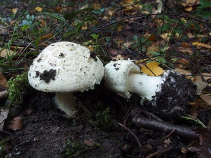 Amanita citrina
