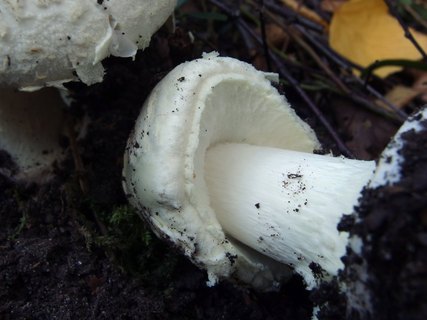Amanita citrina
