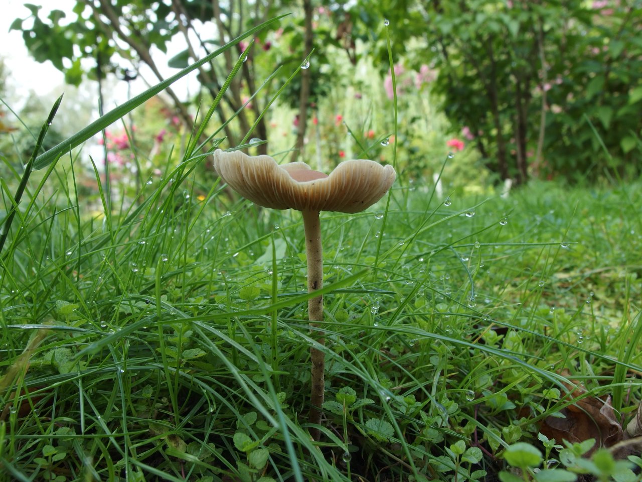 Agrocybe arvalis