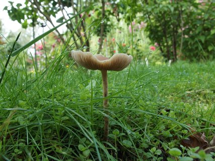 Agrocybe arvalis