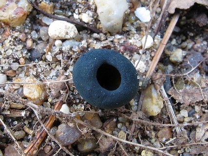 Caloscypha fulgens