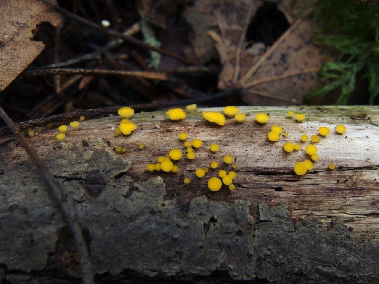 Bisporella citrina