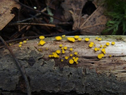 Bisporella citrina
