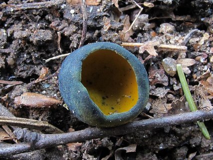 Caloscypha fulgens