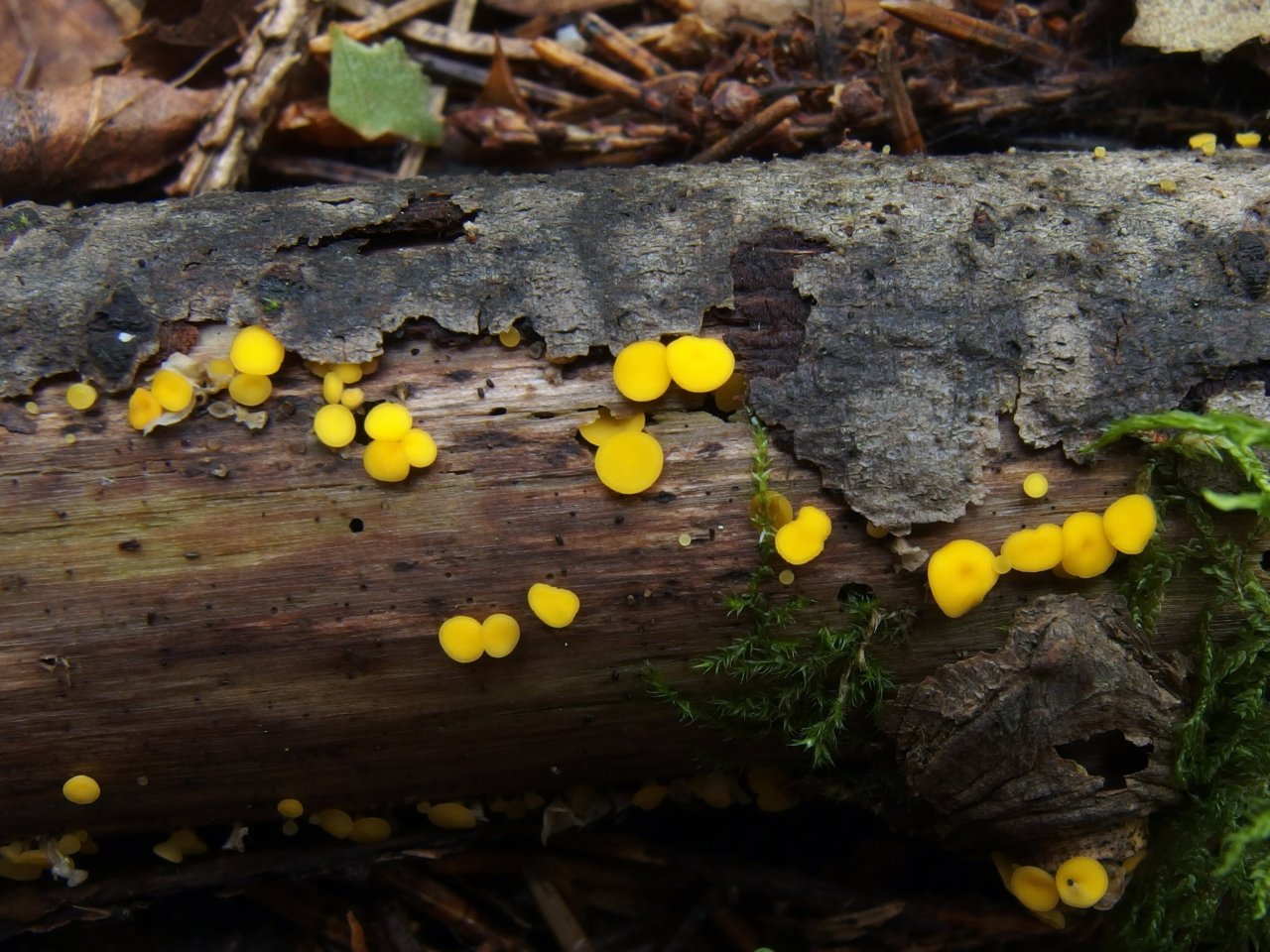 Bisporella citrina