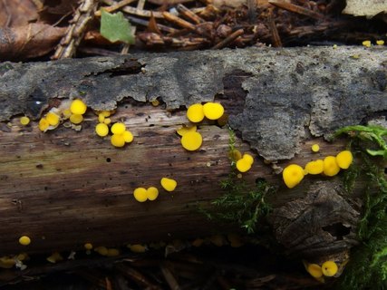 Bisporella citrina