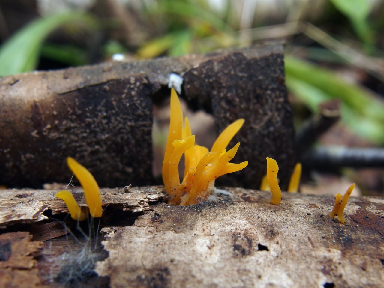 Calocera cornea