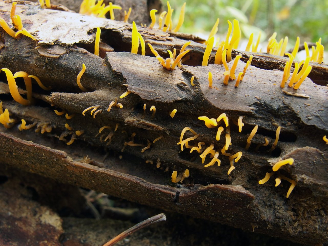 Calocera cornea