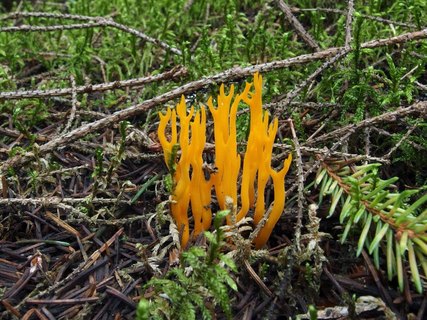 Calocera viscosa – Калоцера клейкая