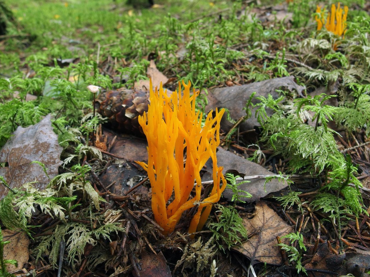 Calocera viscosa – Калоцера клейкая