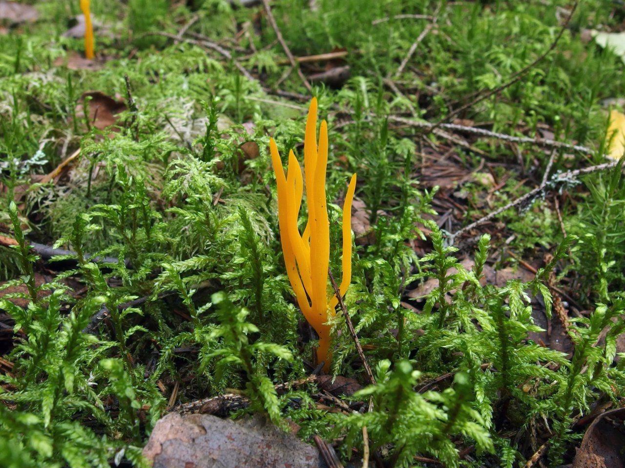 Calocera viscosa – Калоцера клейкая