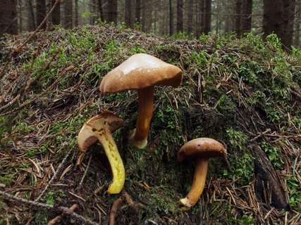 Chalciporus piperatus