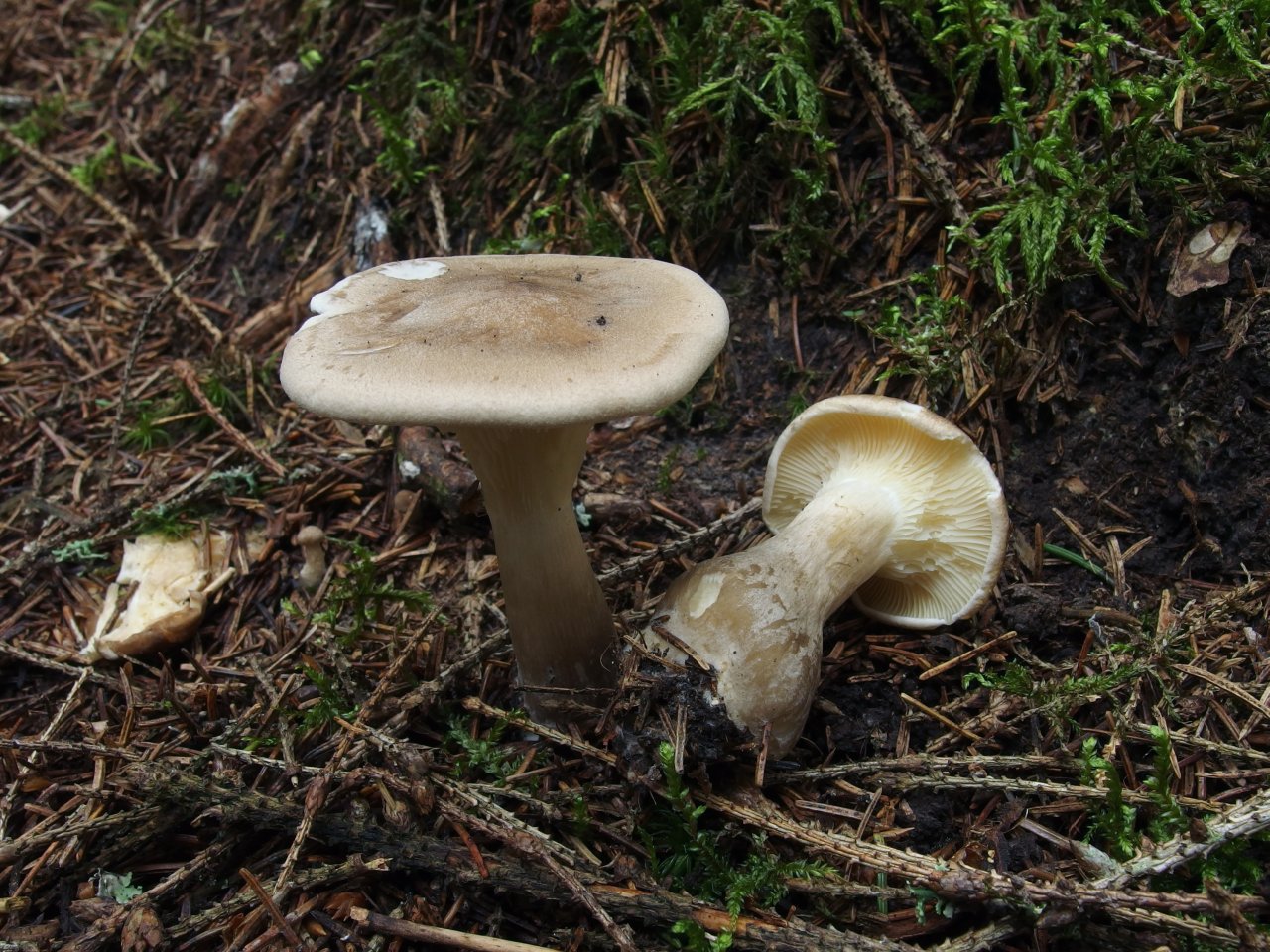 Ampulloclitocybe clavipes
