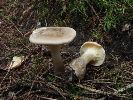 Ampulloclitocybe clavipes