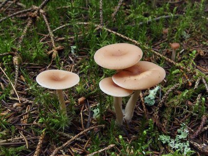 Clitocybe diatreta