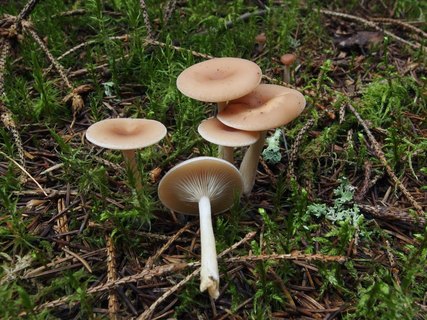 Clitocybe diatreta