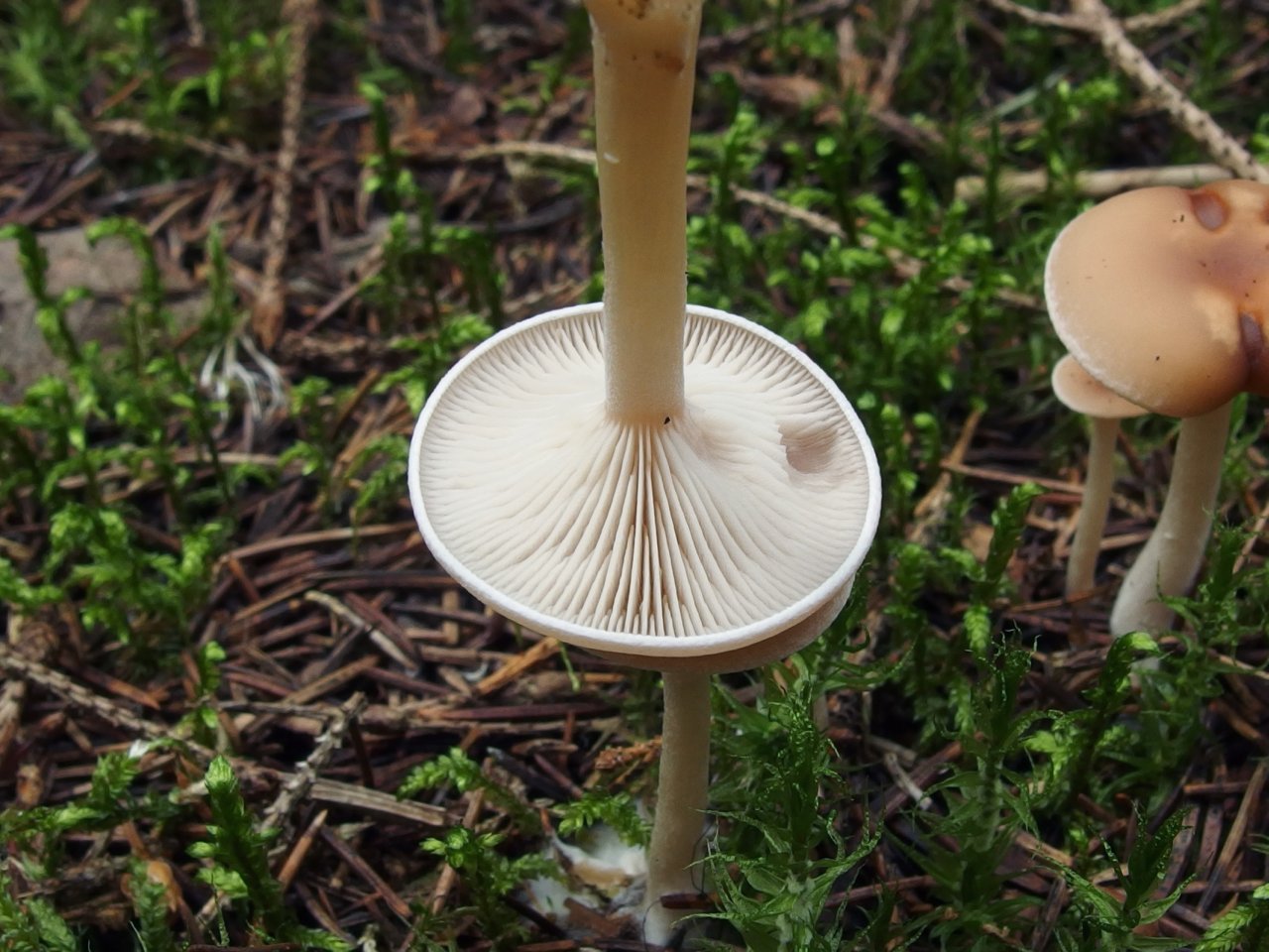 Clitocybe diatreta