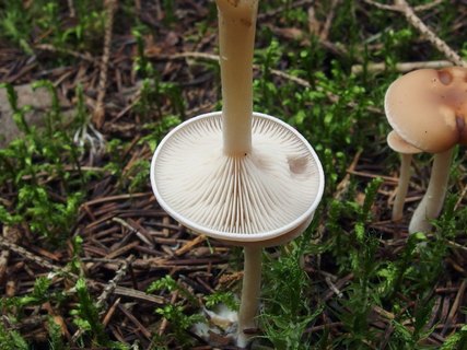 Clitocybe diatreta