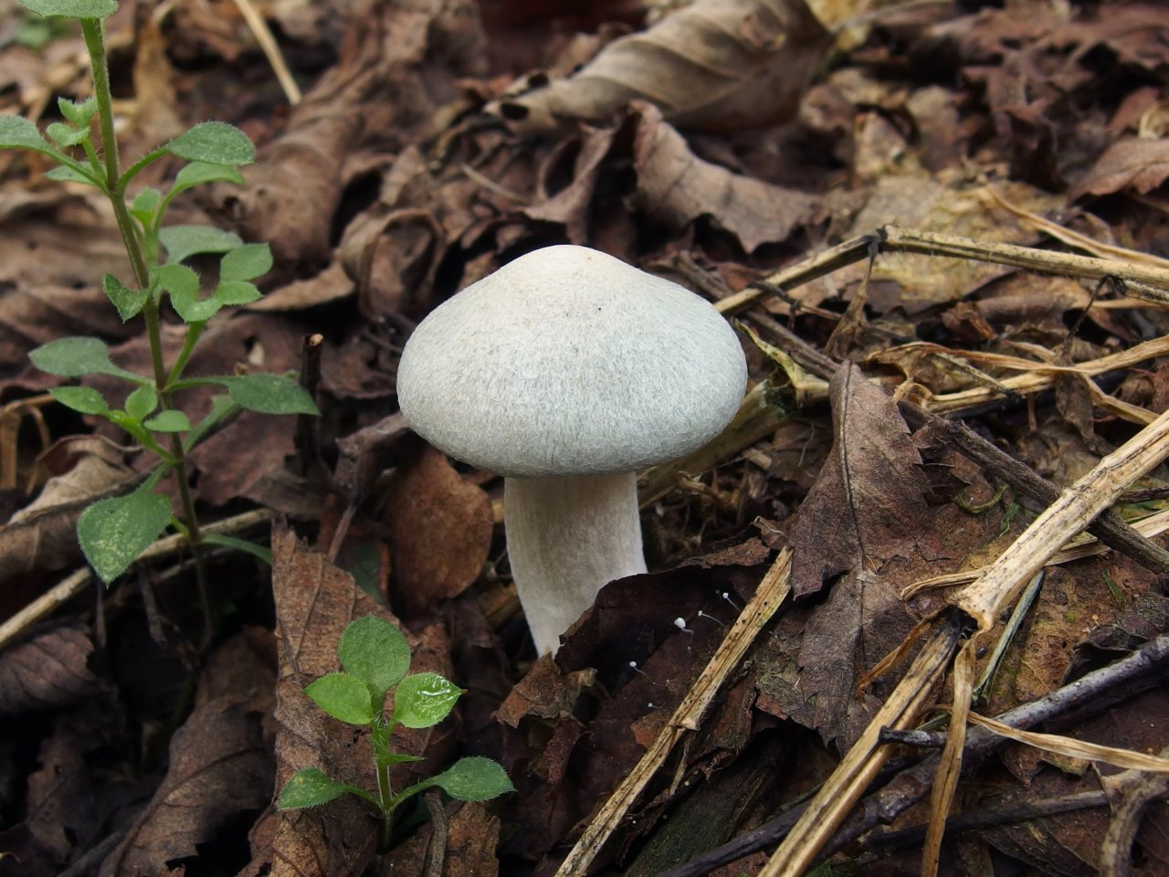 Clitocybe odora