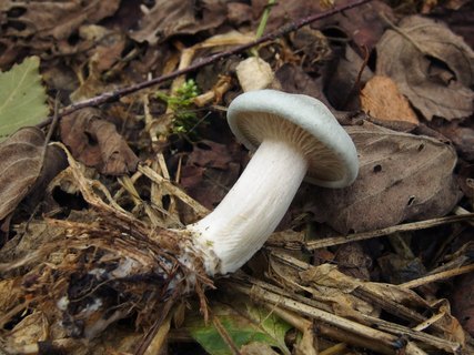 Clitocybe odora
