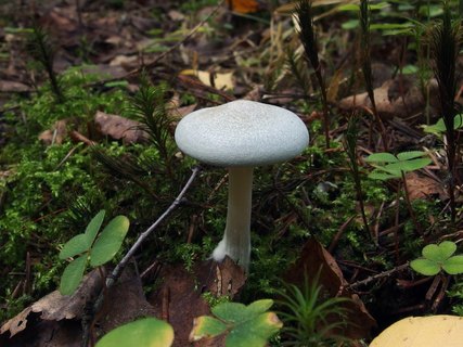 Clitocybe odora